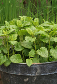 Lemon Balm growing in old tin pot